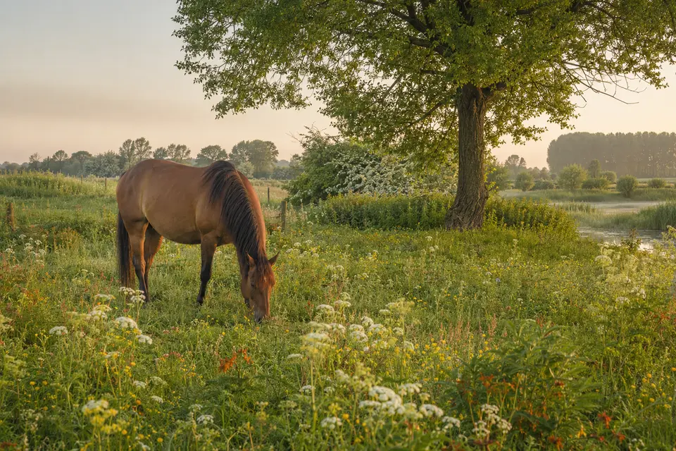 Sfeerbeeld van een paard in een biodiverse, bloemrijke weide